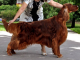 Írsk seter - Quinniver´s Old Time Rock ´n´Roll - chovný pes v CHS Arisland